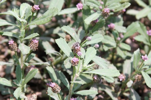 photo of Brues' Mini-digger (Exomalopsis bruesi)