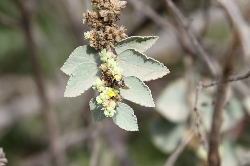 photo of Bees (Anthophila)