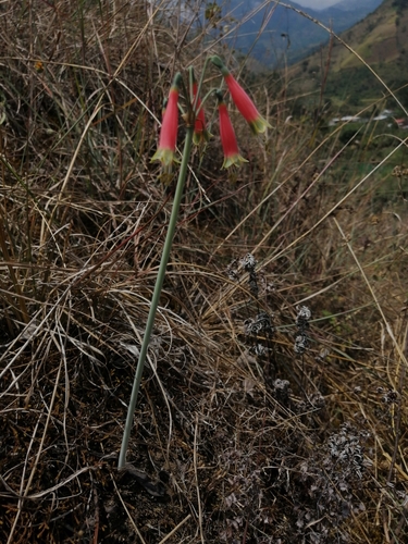 Phaedranassa cinerea
