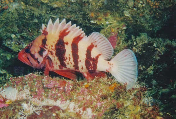 Tiger rockfish - Wikipedia