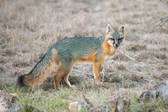 Gray Fox - Photo (c) Mike Zarella, all rights reserved, uploaded by Mike Zarella