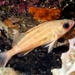 Puget Sound Rockfish - Photo (c) Garry Fletcher, all rights reserved, uploaded by Garry Fletcher
