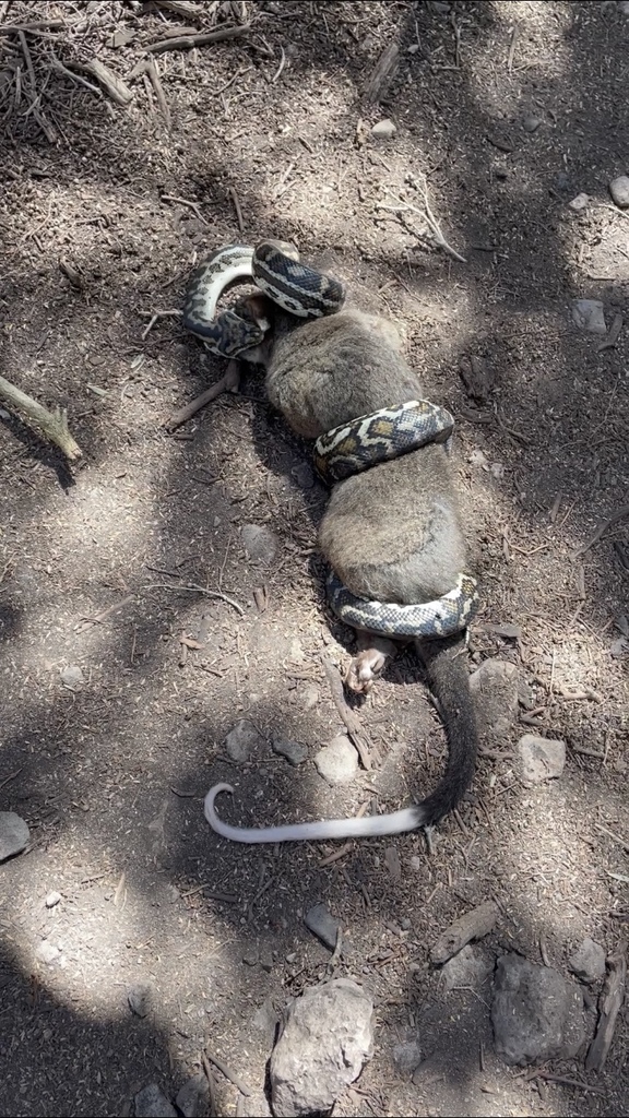 Southwestern Carpet Python in January 2021 by Zac Sims · iNaturalist