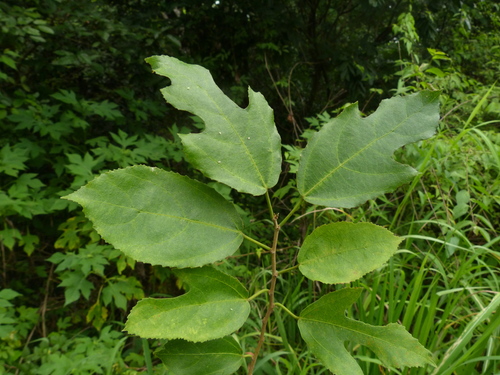 Ficus asperifolia