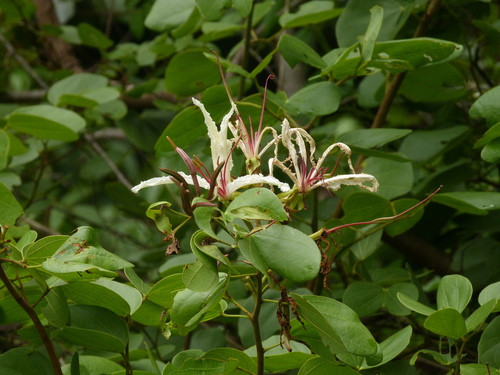 White Bauhinia