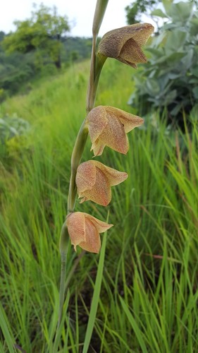 Dragon's-head Lily