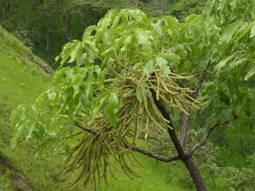 Octopus Cabbage Tree