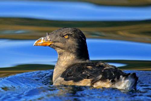 Rhinoceros Auklet