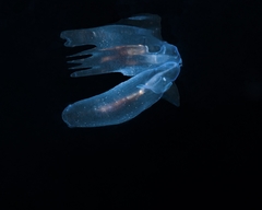 Cliopsis krohnii image
