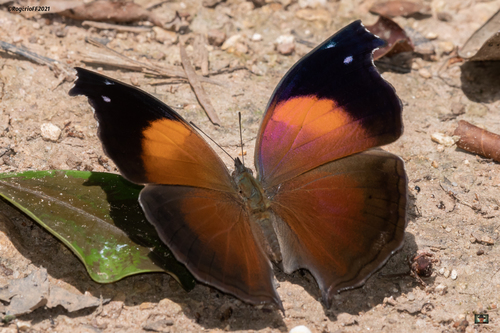 Lilac Mother-of-Pearl