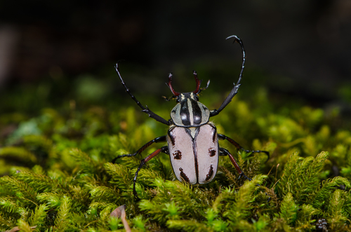Dicronocephalus dabryi