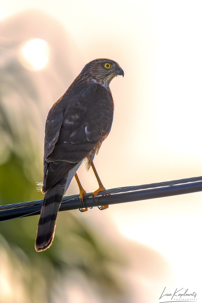 Sharp shinned hawk from four seasons palm springs ca us on february