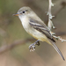 Gray Flycatcher - Photo (c) Juan Miguel Artigas Azas, all rights reserved, uploaded by Juan Miguel Artigas Azas