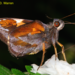 Lychnuchoides ozias ozias - Photo (c) Andrew Warren，保留所有權利