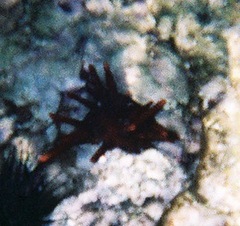 Heterocentrotus mamillatus image