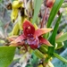 Maxillaria houtteana - Photo (c) Ded villa, all rights reserved, uploaded by Ded villa