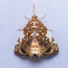 Eulepidotis serpentifera - Photo (c) Projeto Mantis, all rights reserved, uploaded by Projeto Mantis