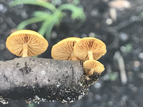 Gymnopilus palmicola