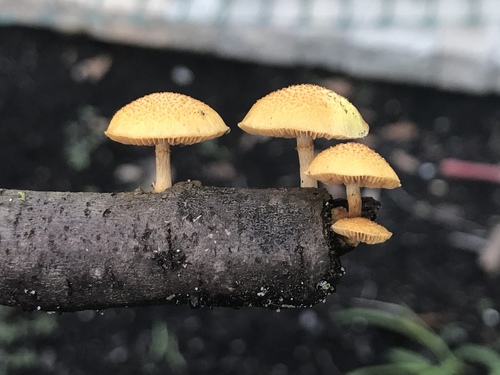 Gymnopilus palmicola