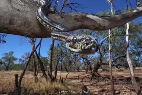 Inland Carpet Python sighting