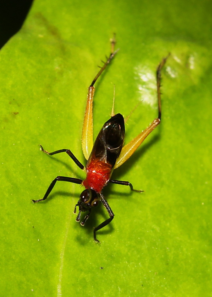 Homoeoxipha lycoides from Lamb Range QLD 4870, Australia on January 10 ...