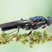 Soldier Flies and Allies - Photo (c) c_hutton, all rights reserved, uploaded by c_hutton