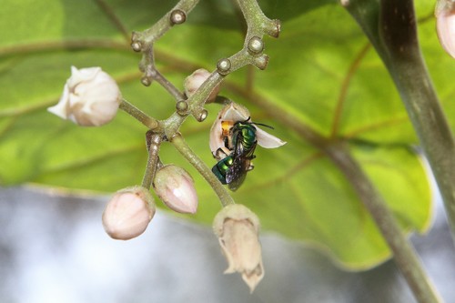 photo of (Pseudaugochlora)