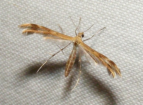 Spiderling Plume Moth