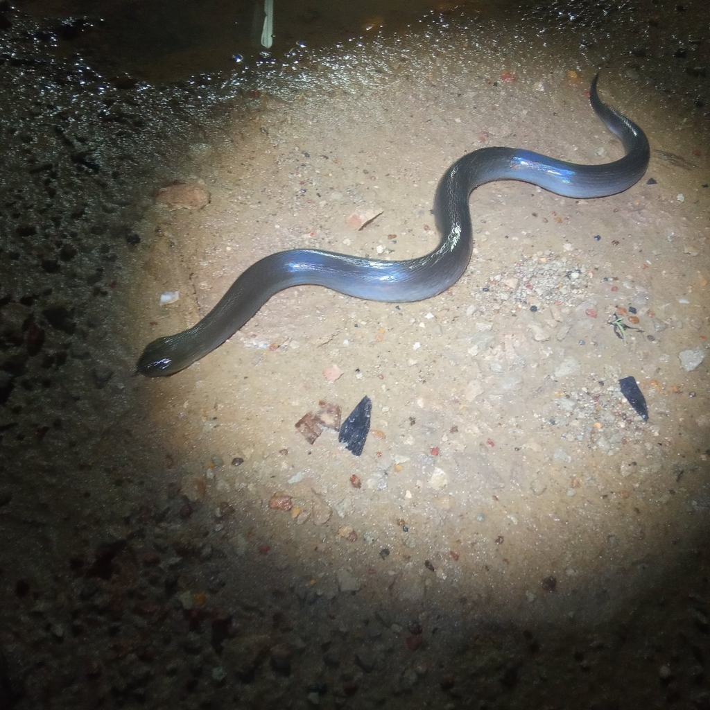 rice-paddy-snake-from-tambak-sirang-laut-kec-gambut-banjar
