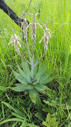 Aloe crassipes