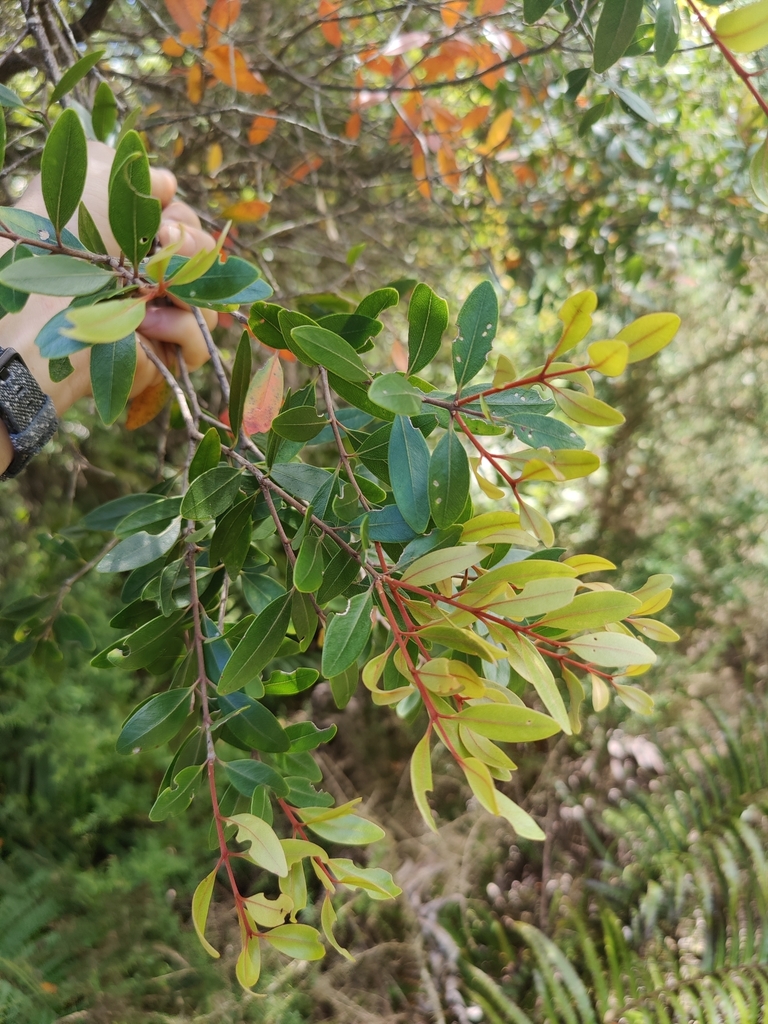 Northern rātā from Northland 0496, New Zealand on February 02, 2021 at ...