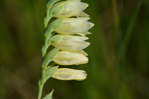 Gladiolus actinomorphanthus