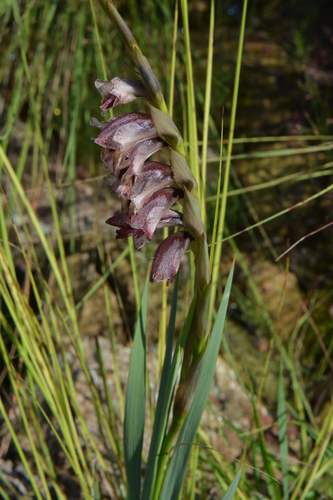 Gladiolus gregarius image