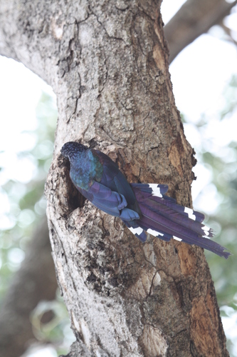 Green Woodhoopoe