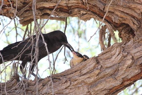 Great Spotted Cuckoo