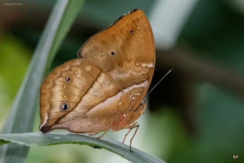 African leaf butterfly
