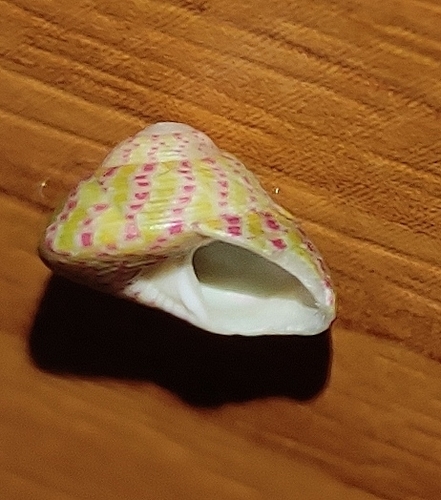 Steromphala rarilineata (Michaud, 1829)