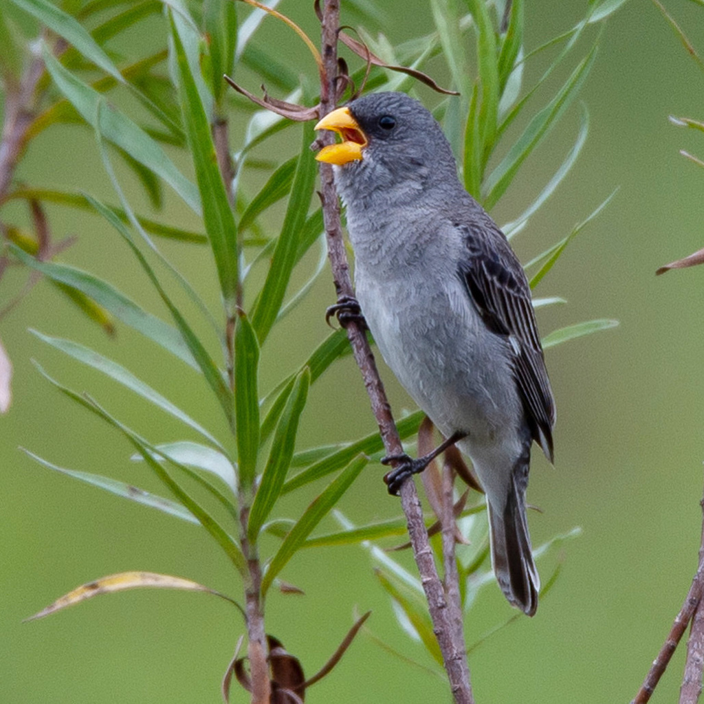 Tropeiro Seedeater photo