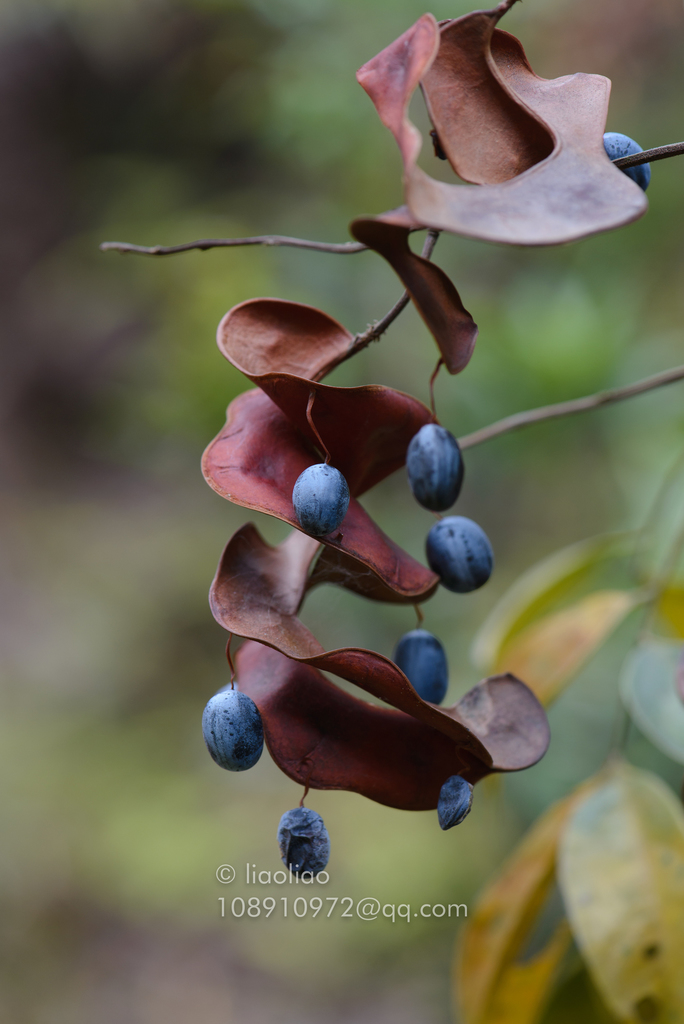 Archidendron lucidum (Archidendron lucidum)