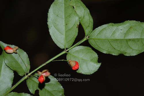 Euonymus centidens