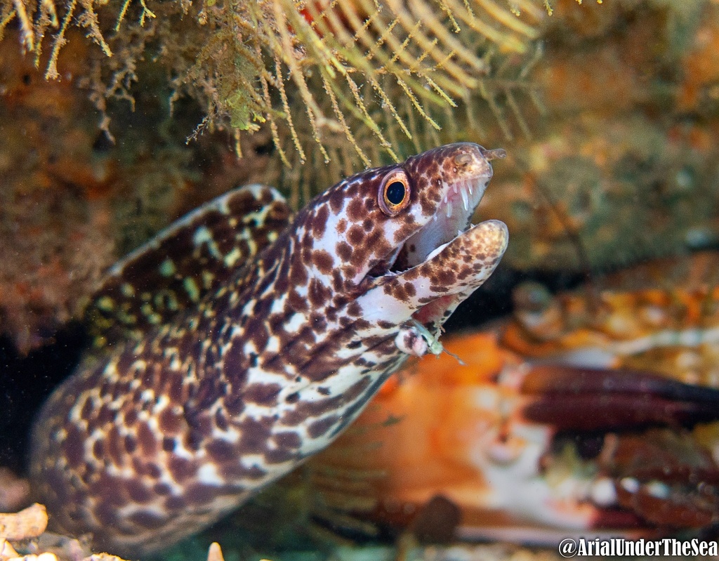 Spotted Moray Eel