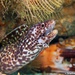 Spotted Moray - Photo (c) Arial Simpson, all rights reserved, uploaded by Arial Simpson