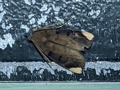 Ceromacra cocala image