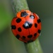 Black-spotted Lady Beetles - Photo (c) Thilina Hettiarachchi, all rights reserved, uploaded by Thilina Hettiarachchi