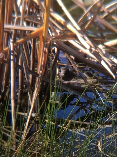 iNaturalist observation photo of Fox Sparrow