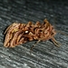 Wavy Chestnut Y Moth - Photo (c) Rebecca McCluskey, all rights reserved, uploaded by Rebecca McCluskey