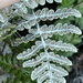 San Diego Silverback Fern - Photo (c) Lindsay Willrick, all rights reserved, uploaded by Lindsay Willrick