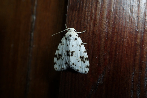 Hyposiccia