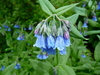 Aspen Bluebells - Photo (c) Jeff Stauffer, all rights reserved, uploaded by Jeff Stauffer