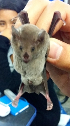 photo of Pallas's Long-tongued Bat (Glossophaga soricina)